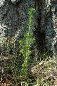 Granplante