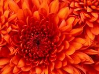 Chrysanthemum web