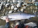Arild Reiersen laks 21 kg_75x56