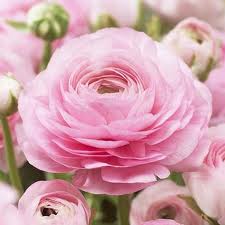 Blomster