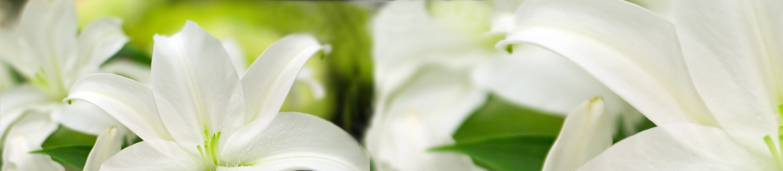 Blomster