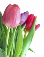 tulipaner
