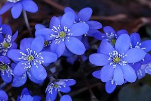 Bl&aring;veis