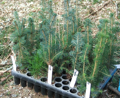 skogplanter
