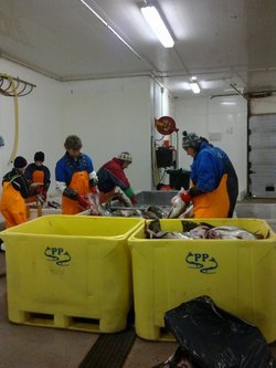 Sløying av fisk Sløying av fisk