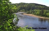 Langsua