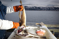 Ferskfisk, lever og rogn