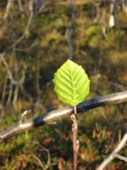 Bjørkeblad Inger Bolstad ©Inger Bolstad Bjørkeblad