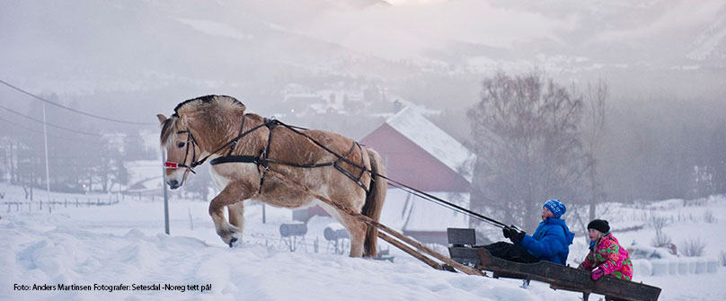 hest-og-slede