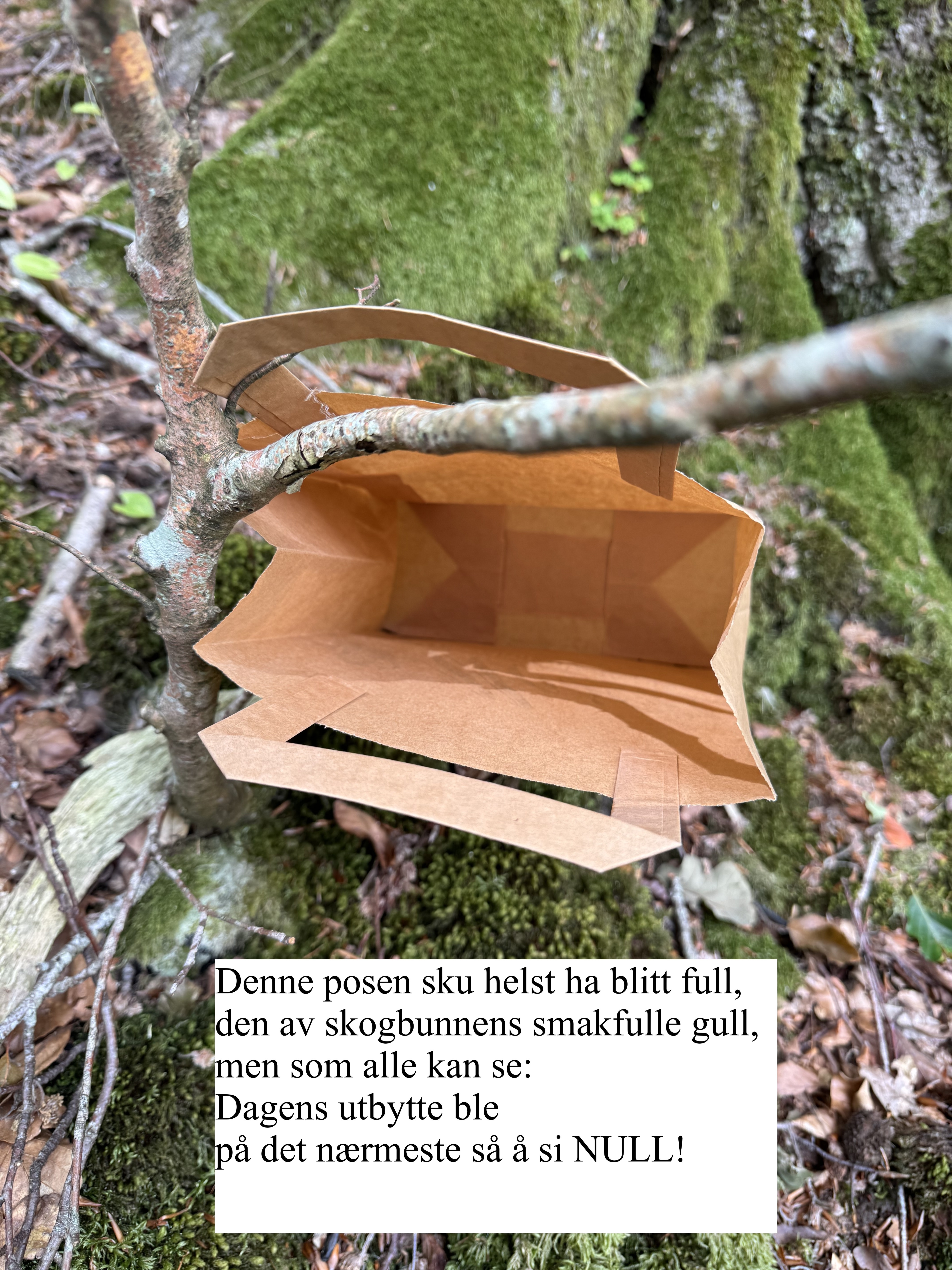 Ingen kantareller.jpg