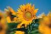 solsikke_120x80