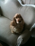 bobbi
