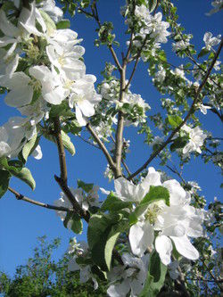 epleblomster epleblomster