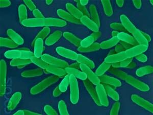 Yersinia enterocolitica