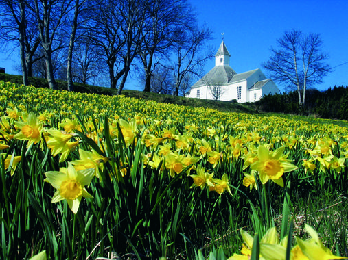 Påskeliljemarka ved Aukra kirke