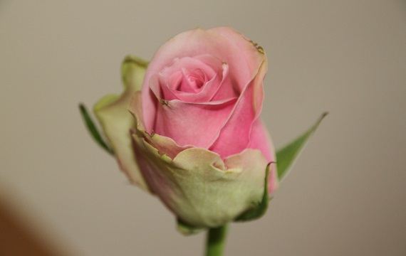rose rose