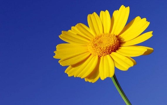 gul sommerblomst gul sommerblomst
