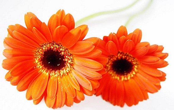 blomst - gerbera blomst - gerbera