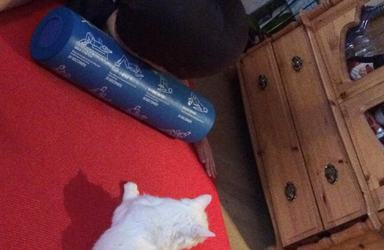 Julaften, trening med katta 1_cropped_1676x2779