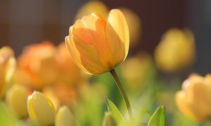 gul tulipan