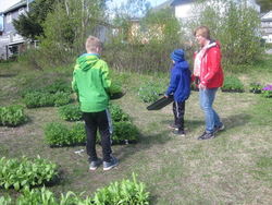 Bæreplanter_400x300