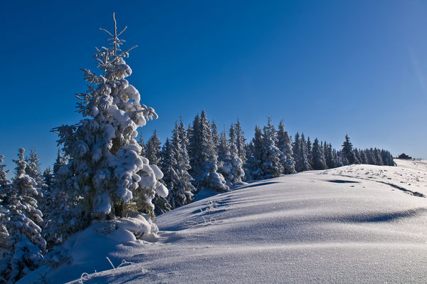 illustrasjon til stille sone. Skoglandskap illustrasjon til stille sone. Skoglandskap
