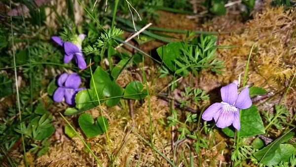 Blomster Blomster