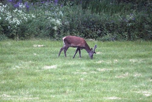 Nye jakttider på elg og hjort i Malvik kommune, Foto: Tor Viken