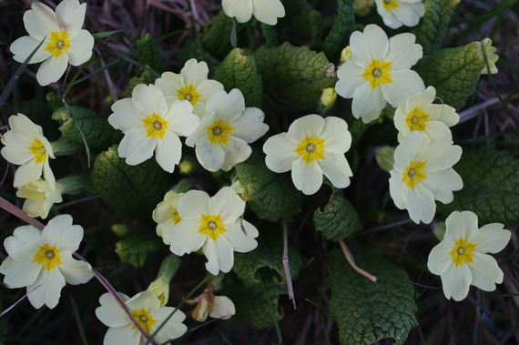 Aurikkel i blomst Aurikkel i blomst