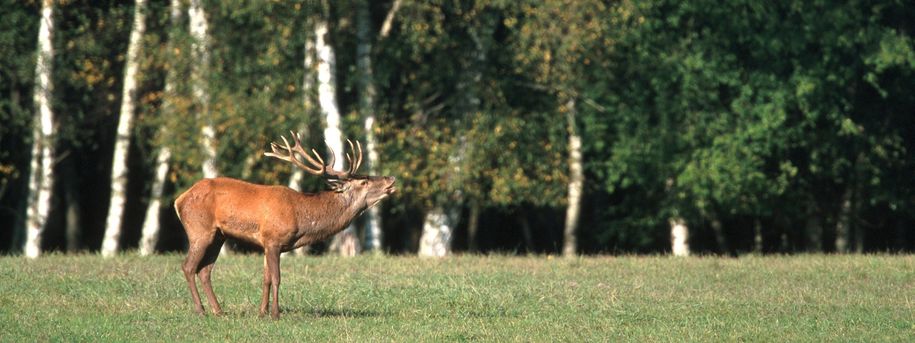 Illustrasjonsbilde av hjortevilt i skogen