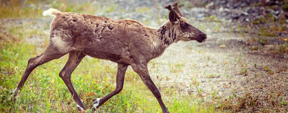 Illustrasjonsbilde av hjortevilt