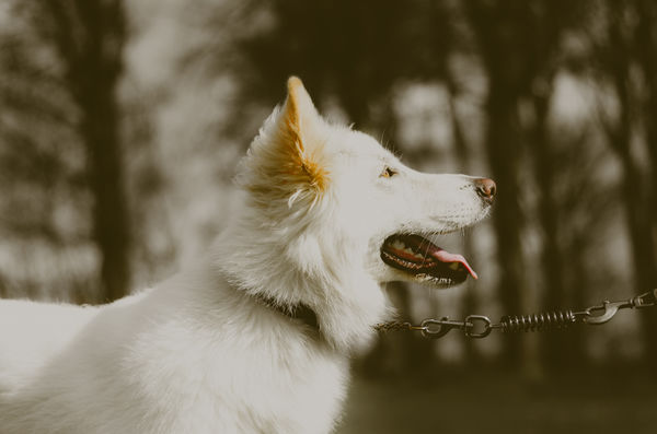 hund i bånd