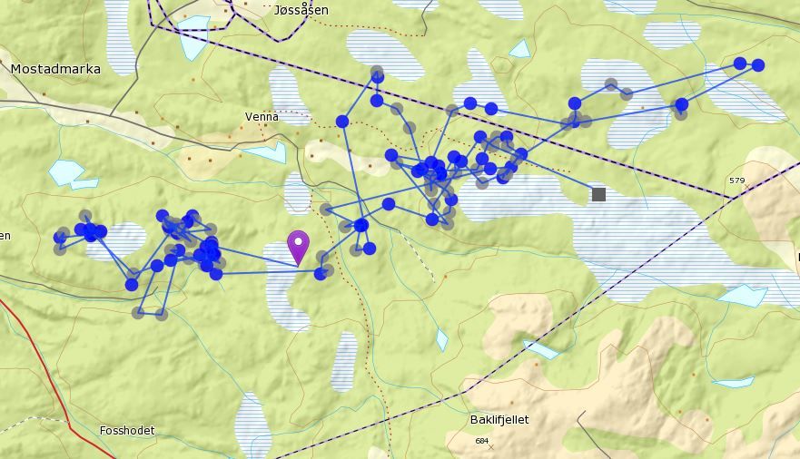 Dyreposisjoner - elgku i Mostadmark