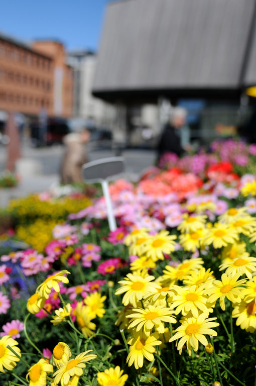 Blomster på Stortorget