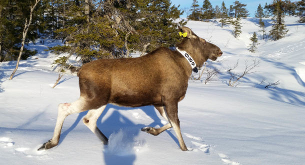 Elg med gps-halsband