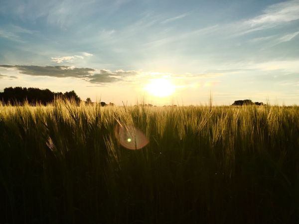 Solnedgang