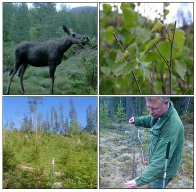 Bilde av elg som beiter, nærbilde av beitemark, person i utmark og utmarksområde