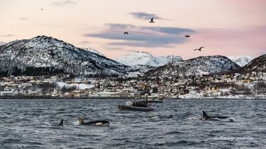 0212-2018-Spekkhogger_turisme_Skjervøya-1571-compressor