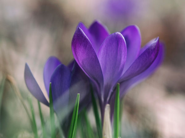 Vårblomster