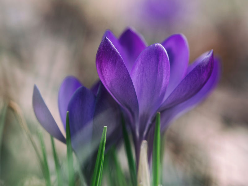 ©Aaron Burden by Unsplash Vårblomster