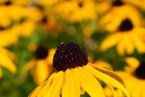 sommerblomst-gul