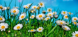 Blomstereng