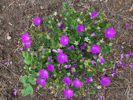 Rosa blomar