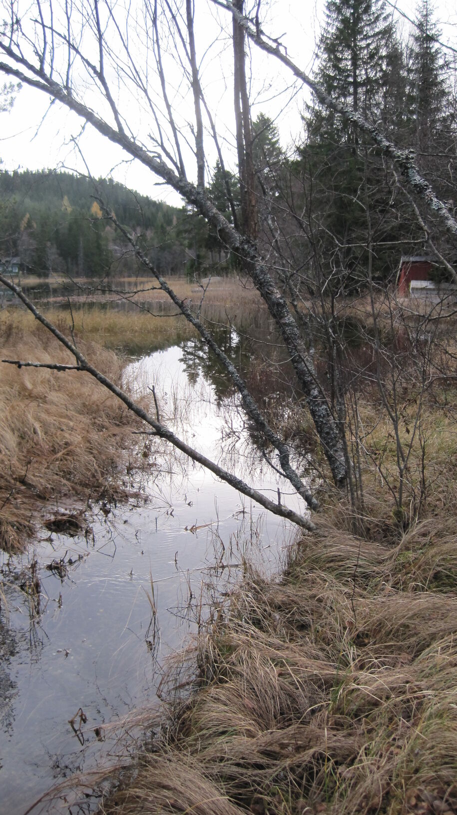 Bilde_PS_Fjølstadbekken_utløp Hestsjøen (1)