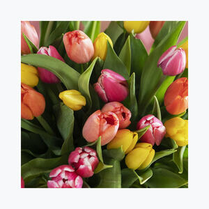 910056_blomster_tulipaner