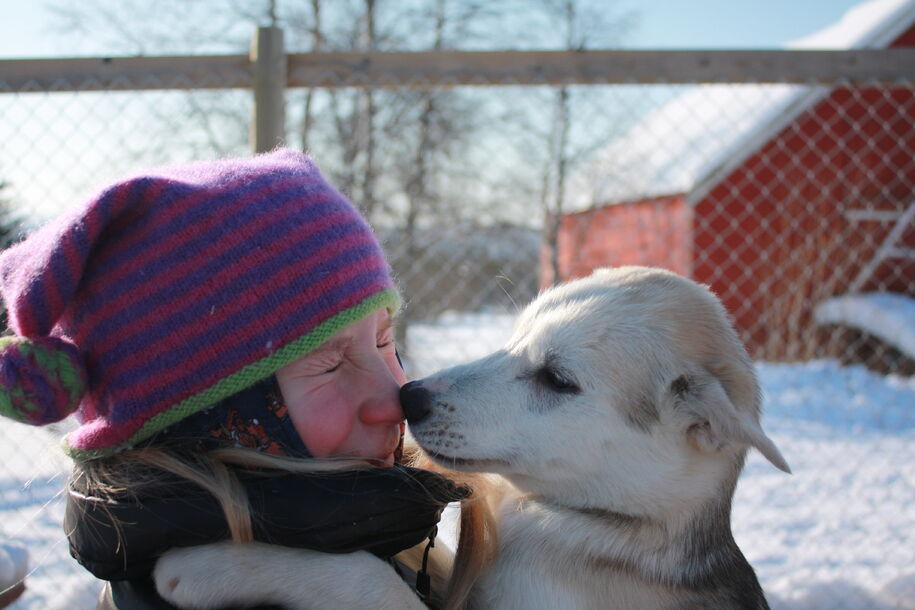 VinterMalvik,hunder