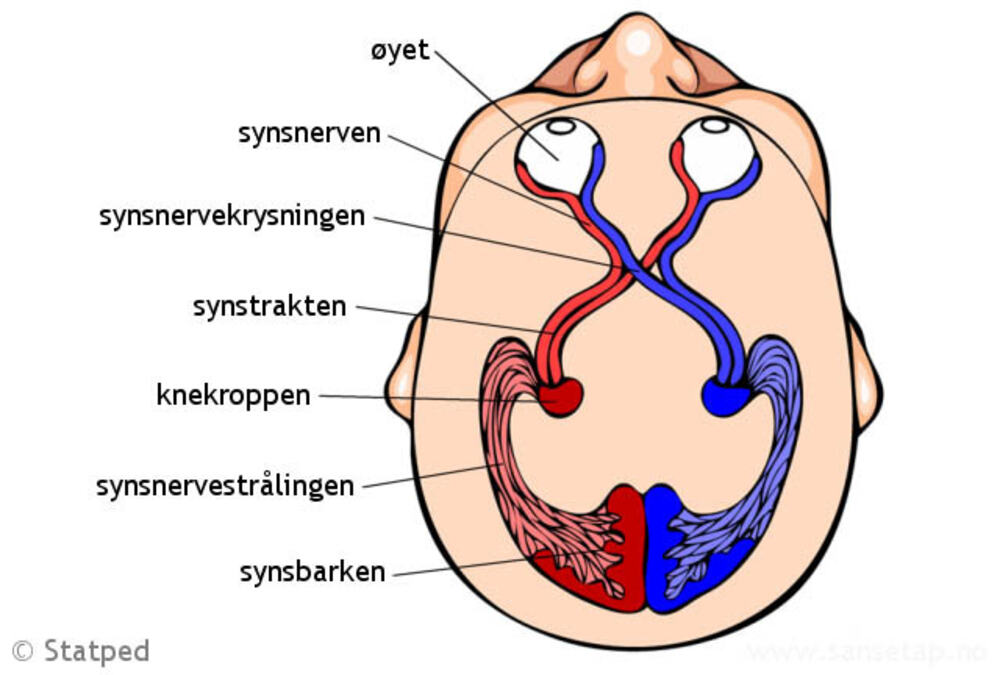 Illustrasjon av synsbanen i et menneskehode.