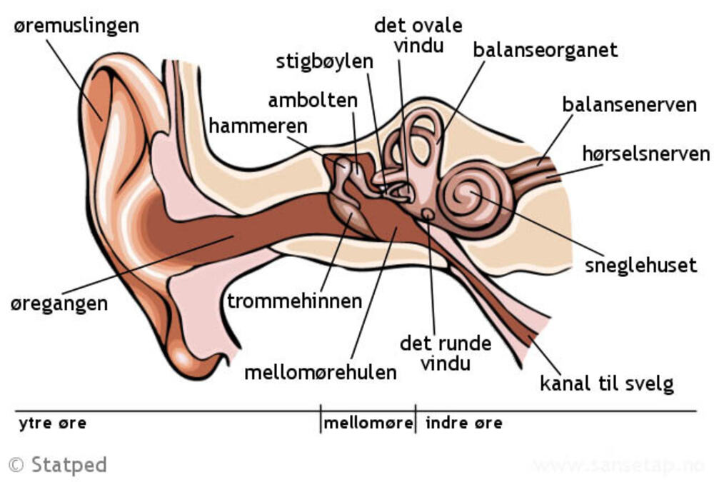 Illustrasjon av øret.
