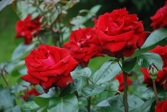 1071820-the-red-rose (1)