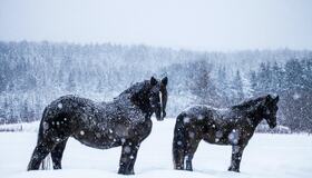 horses-looking-at-the-camera-during-a-snowstorm